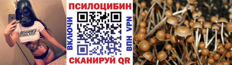 Купить где  Алупка  Псилоцибиновые грибы мицелий 